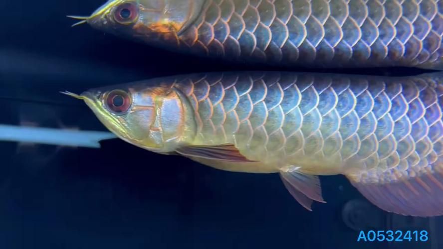 古典藍底金龍魚最貴的三個品種，古典藍底金龍魚