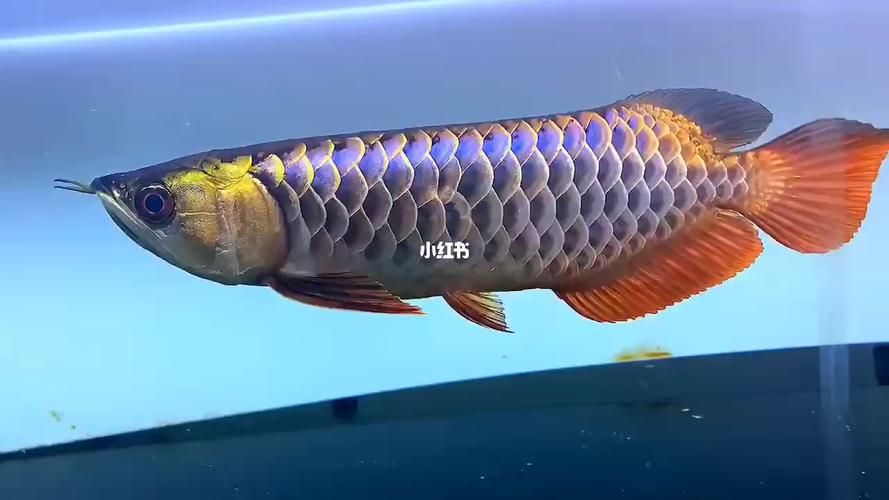 古典藍底金龍魚最貴的三個品種，古典藍底金龍魚