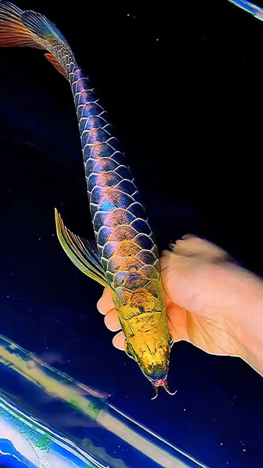 古典藍底金龍魚最貴的三個品種，古典藍底金龍魚