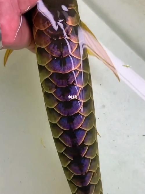 古典藍底金龍魚最貴的三個品種，古典藍底金龍魚