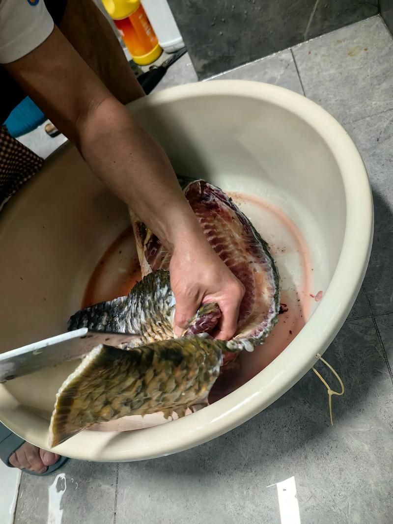 龍魚鰓蓋撞斷后如何喂食，蓋撞斷后龍魚還會進食嗎？