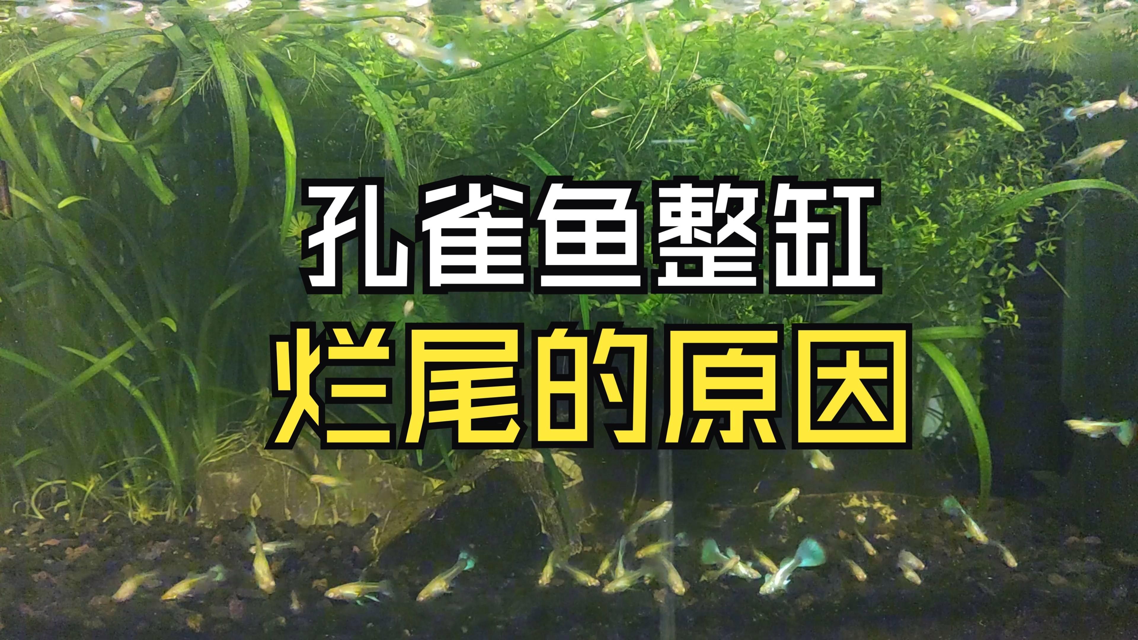 魚缸里魚爛尾是什么原因，后如何治療魚爛尾現象