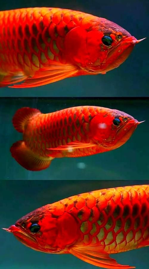 有沒有10萬以上的紅龍魚圖片