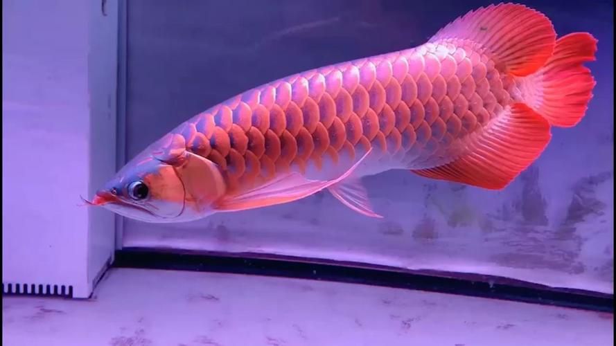 有沒有10萬以上的紅龍魚圖片