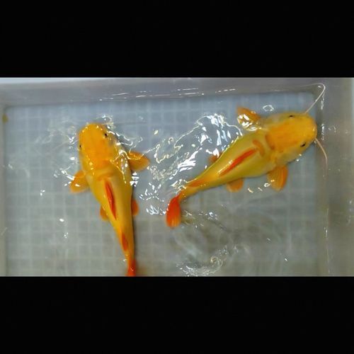 招财猫鱼的市场价格是多少，招财猫鱼市场价格是多少招财猫鱼市场价格是多少
