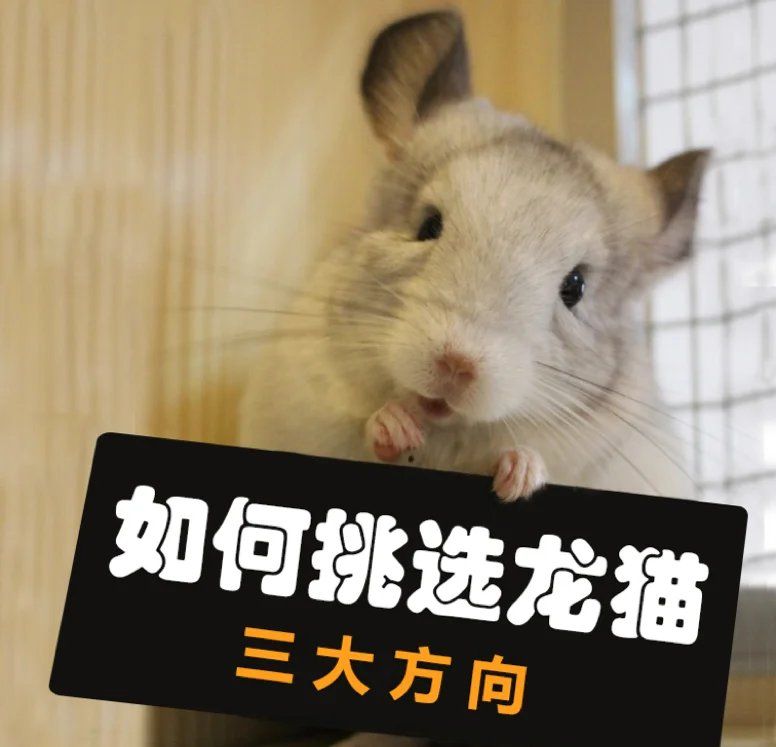 如何判斷龍貓的健康狀況，如何判斷龍貓健康狀況