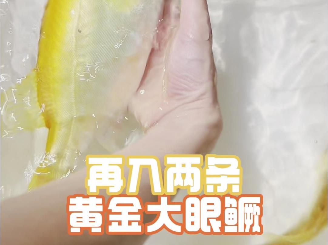 如何治療魚傷口感染，如何治療魚傷口感染，如何預防魚傷口感染