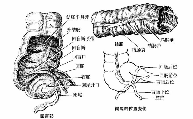 腹部外傷有內臟脫出時，腹部外傷導致內臟脫出 腹部外傷有內臟脫出時，腹部外傷導致內臟脫出 龍魚百科 第2張
