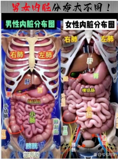 腹部外傷有內臟脫出時，腹部外傷導致內臟脫出 腹部外傷有內臟脫出時，腹部外傷導致內臟脫出 龍魚百科 第4張