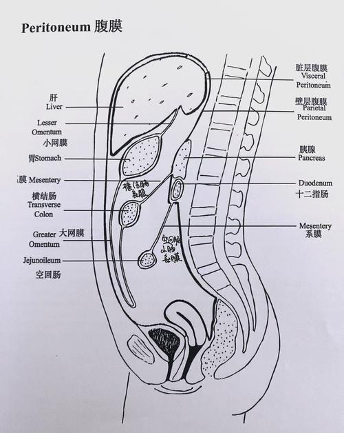 腹部外傷有內臟脫出時，腹部外傷導致內臟脫出 腹部外傷有內臟脫出時，腹部外傷導致內臟脫出 龍魚百科 第5張