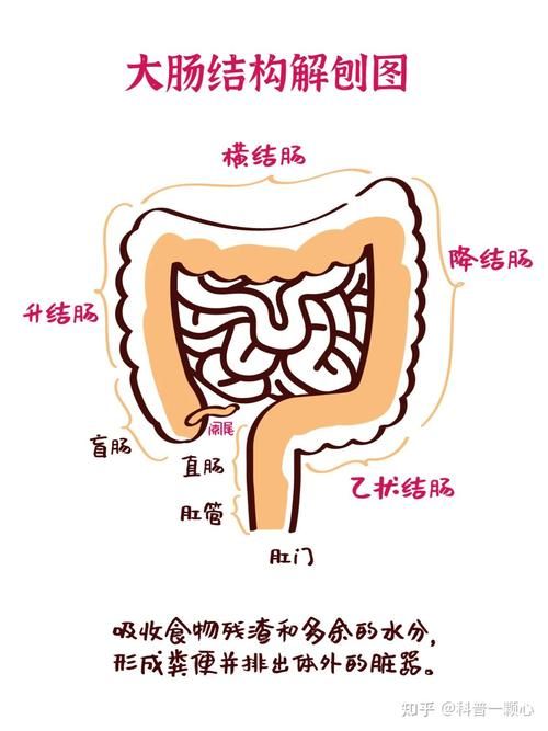腹部外傷有內臟脫出時，腹部外傷導致內臟脫出 腹部外傷有內臟脫出時，腹部外傷導致內臟脫出 龍魚百科 第6張