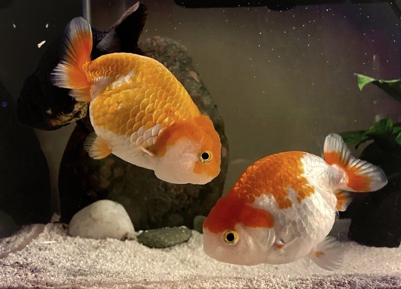 如何預防金魚爛尾病復發，金魚爛尾病復發如何預防金魚爛尾病復發的方法主要包括以下幾點