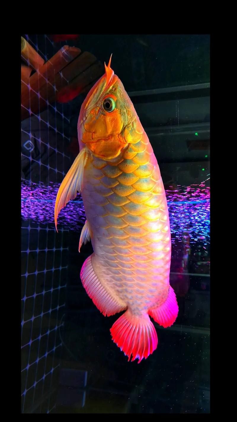 紅金龍魚的市場價格是多少，紅金龍魚市場價格是多少紅金龍魚的市場價格是多少