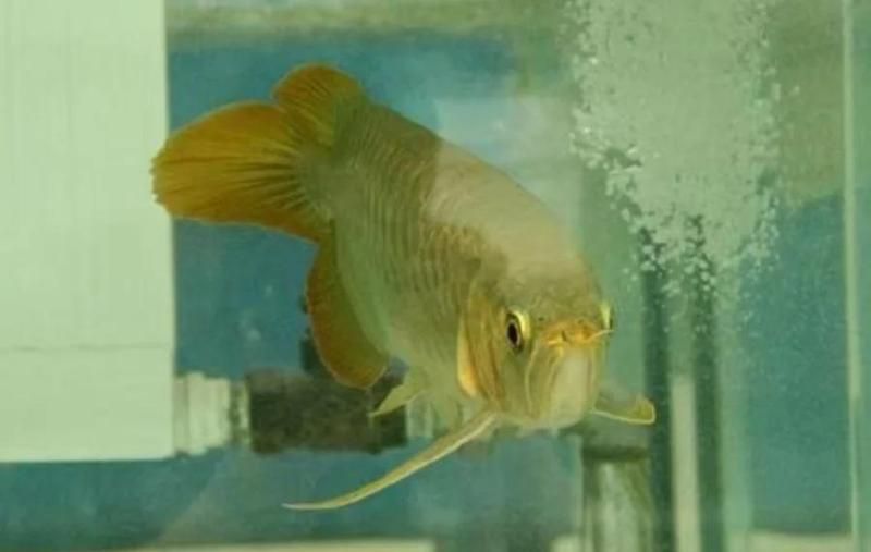 龍魚鰓部疾病如何預防，龍魚鰓部疾病的預防措施