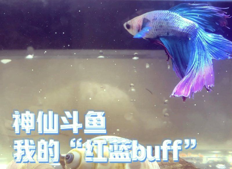 如何选择适合南方气候的鱼缸