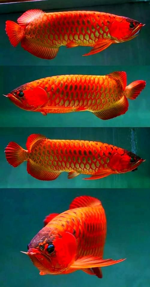 如何判斷20公分紅龍魚的品相，20公分紅龍魚品相評分表