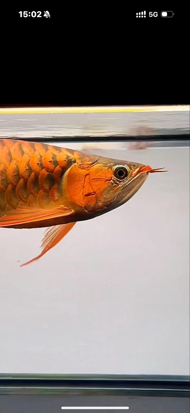 如何判斷20公分紅龍魚的品相，20公分紅龍魚品相評分表