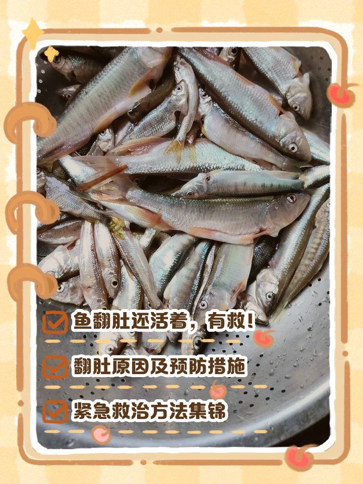 有哪些藥物可以治療龍魚翻肚，寵物營(yíng)養(yǎng)專家，龍魚翻肚的原因及解決方法