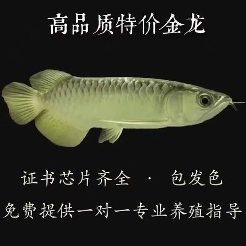 紅金龍魚多少錢一條，紅金龍魚多少錢一條紅金龍魚適合什么環境