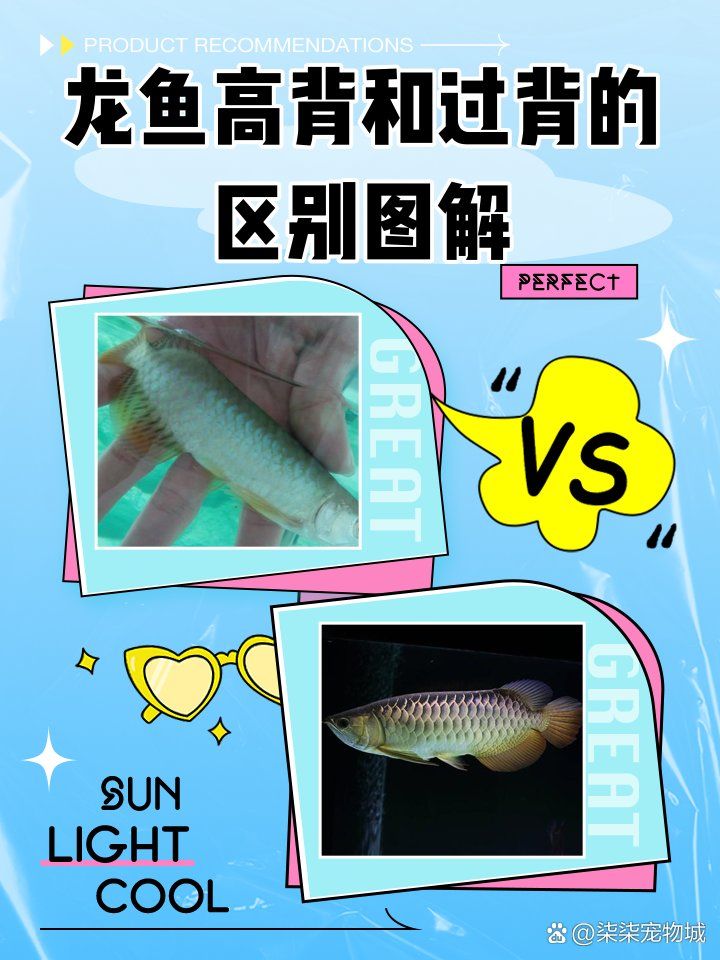 如何區(qū)分金龍魚(yú)過(guò)背和不過(guò)背
