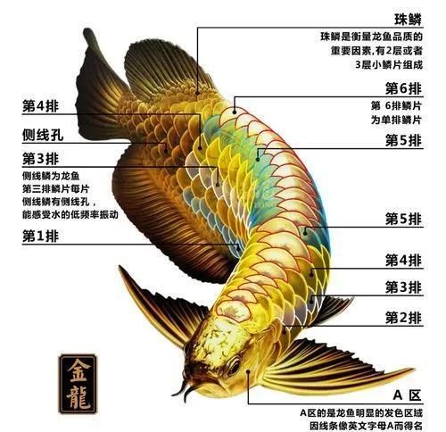 如何區分金龍魚過背和不過背