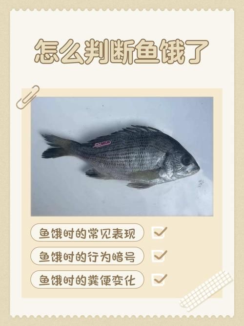 給我一些判斷魚是否饑餓的圖片，如何判斷魚是否饑餓