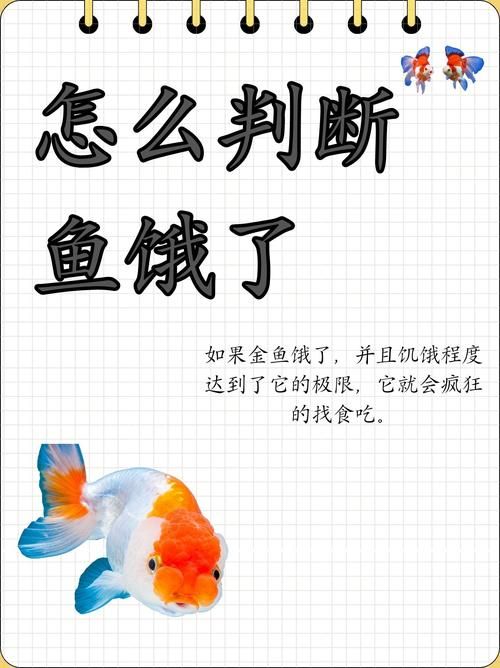 給我一些判斷魚是否饑餓的圖片，如何判斷魚是否饑餓