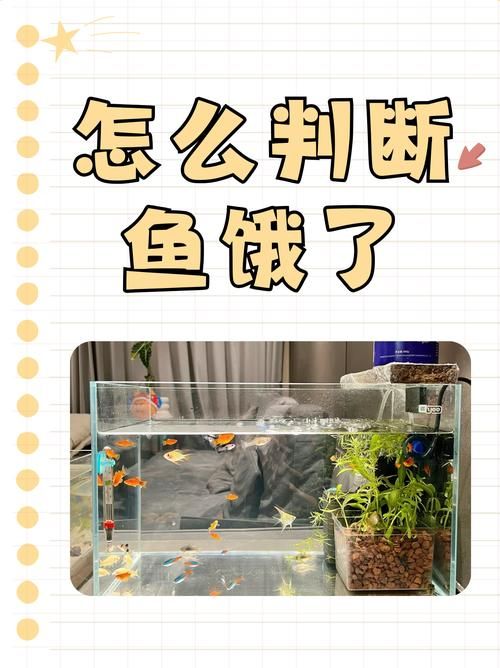 給我一些判斷魚是否饑餓的圖片，如何判斷魚是否饑餓
