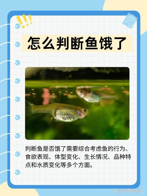 給我一些判斷魚是否饑餓的圖片，如何判斷魚是否饑餓