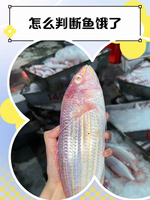 給我一些判斷魚是否饑餓的圖片，如何判斷魚是否饑餓