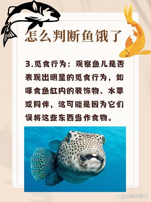 給我一些判斷魚是否饑餓的圖片，如何判斷魚是否饑餓