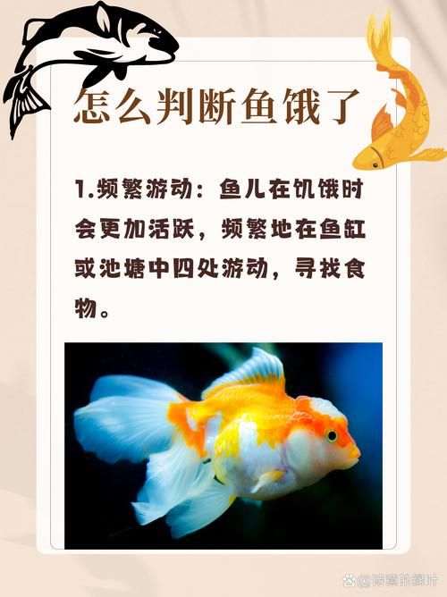 給我一些判斷魚是否饑餓的圖片，如何判斷魚是否饑餓
