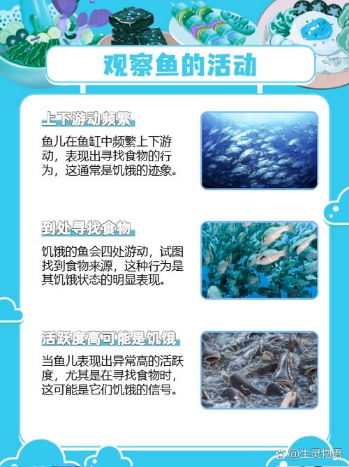 給我一些判斷魚是否饑餓的圖片，如何判斷魚是否饑餓