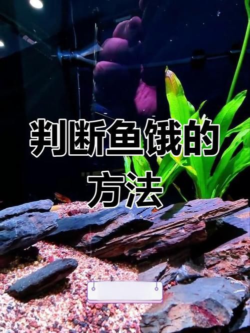 給我一些判斷魚是否饑餓的圖片，如何判斷魚是否饑餓