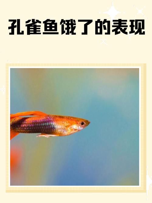 給我一些判斷魚是否饑餓的圖片，如何判斷魚是否饑餓