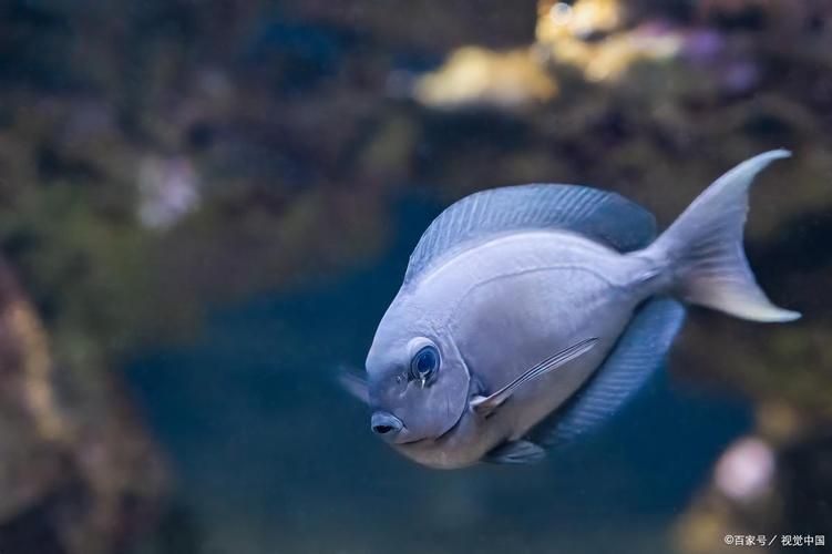 給我一些判斷魚是否饑餓的圖片，如何判斷魚是否饑餓