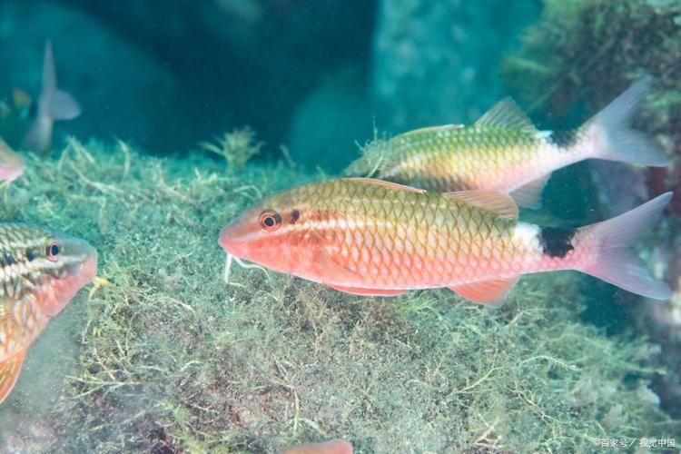 給我一些判斷魚是否饑餓的圖片，如何判斷魚是否饑餓