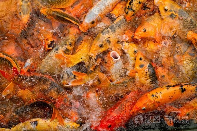 給我一些判斷魚是否饑餓的圖片，如何判斷魚是否饑餓