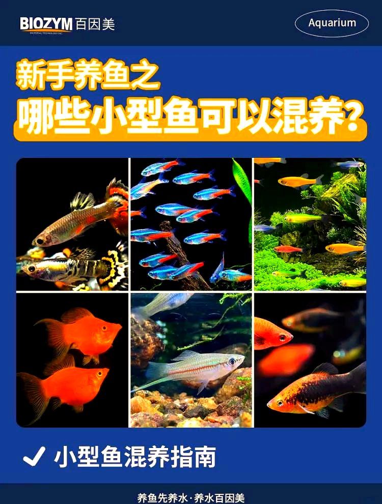 有哪些魚(yú)適合混養(yǎng)，適合混養(yǎng)的魚(yú)類(lèi)