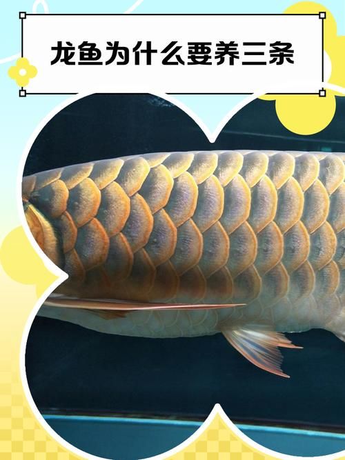 如何預防龍魚鰭部感染，創口直接暴露于病原體思考完成龍魚鰭部感染的預防方案 如何預防龍魚鰭部感染，創口直接暴露于病原體思考完成龍魚鰭部感染的預防方案 龍魚百科 第1張