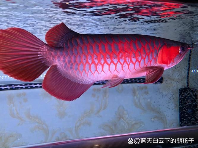 如何預防龍魚鰭部感染，創口直接暴露于病原體思考完成龍魚鰭部感染的預防方案 如何預防龍魚鰭部感染，創口直接暴露于病原體思考完成龍魚鰭部感染的預防方案 龍魚百科 第6張