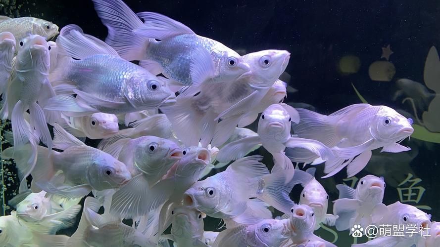 銀龍魚圖片，給我一些銀龍魚的圖片，如何區(qū)分銀龍魚的雌雄？