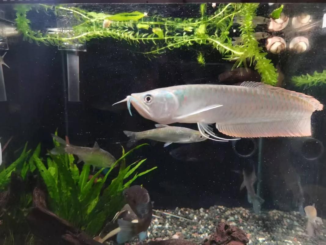 銀龍魚圖片，給我一些銀龍魚的圖片，如何區(qū)分銀龍魚的雌雄？