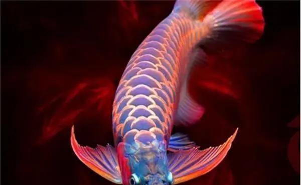 龍魚眼睛凸出可以怎么治療，魚趣暹羅斗魚，龍魚眼睛凸出會自愈嗎？