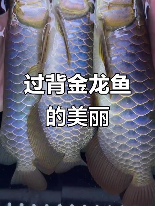 如何判斷過(guò)背金龍魚(yú)幼魚(yú)的品質(zhì)