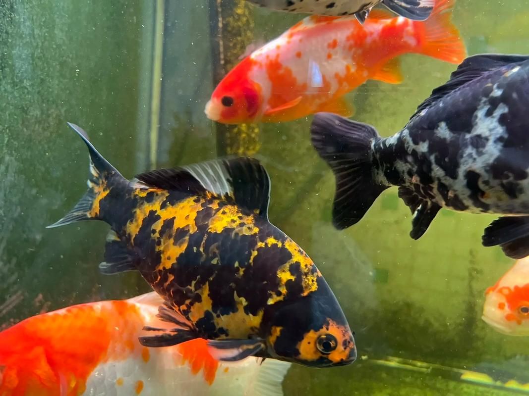 如何判斷金魚是否達(dá)到成年體型