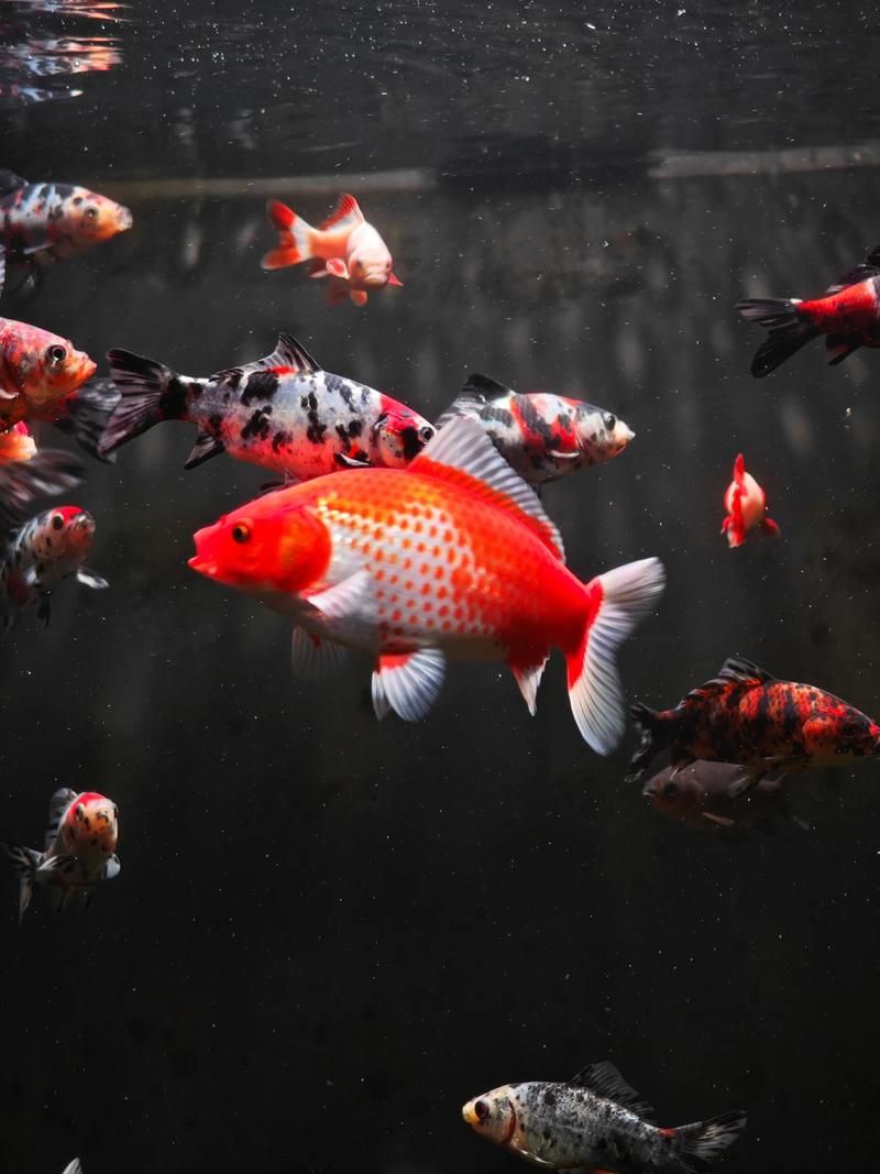 如何判斷金魚是否達(dá)到成年體型