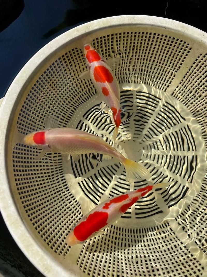 如何判斷金魚是否達(dá)到成年體型