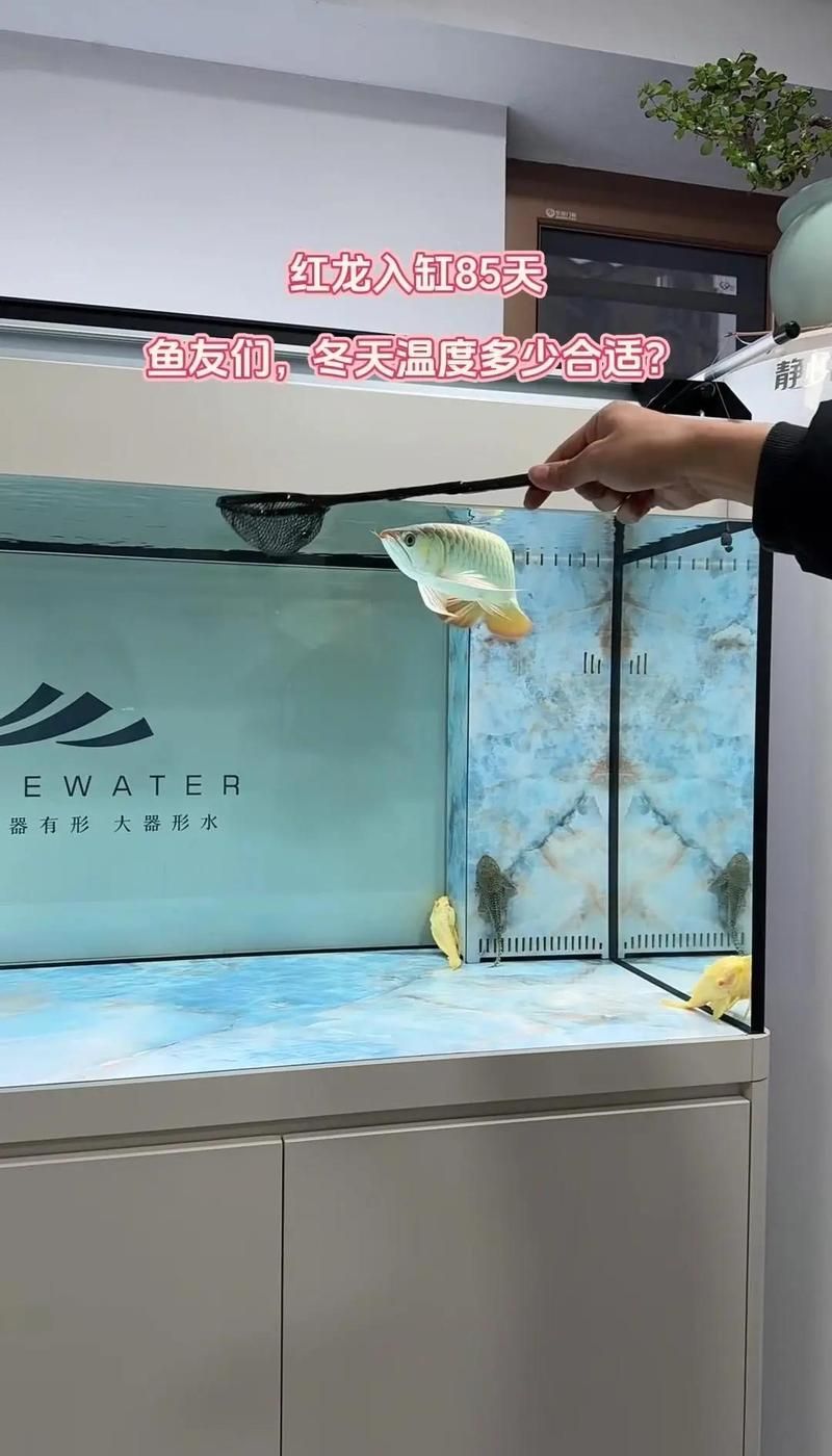 紅龍魚最佳飼養溫度，紅龍魚最佳飼養溫度是多少