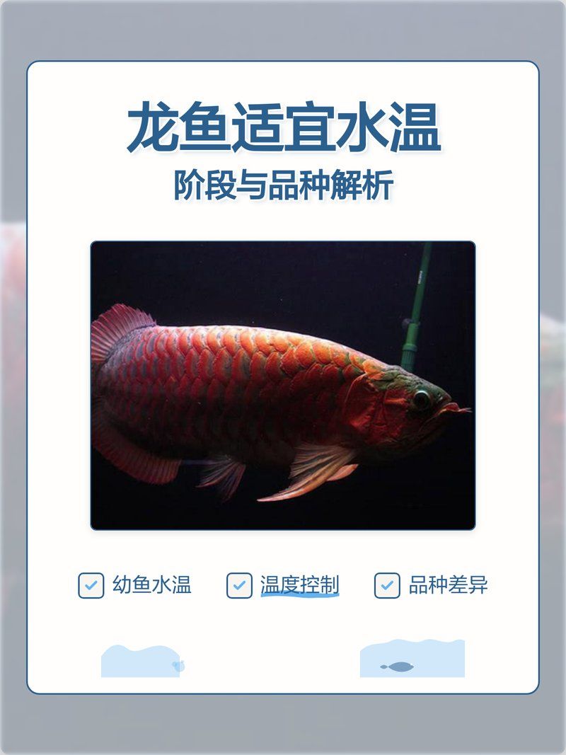 紅龍魚(yú)最佳飼養(yǎng)溫度，紅龍魚(yú)最佳飼養(yǎng)溫度是多少